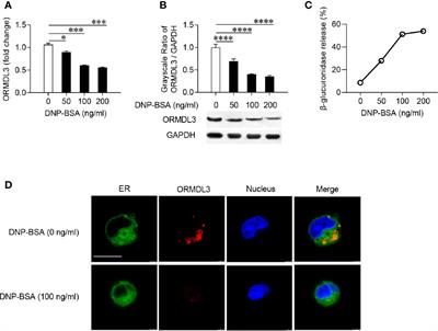 ORMDL3 Functions as a Negative Regulator of Antigen-Mediated Mast Cell Activation via an ATF6-UPR-Autophagy–Dependent Pathway